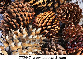 Picture - group of pine 
cones. fotosearch 
- search stock 
photos, pictures, 
images, and photo 
clipart