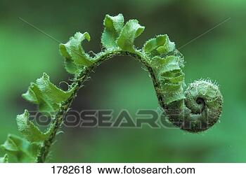 Stock Photo - close up of a 
fiddle head of 
a christmas fern. 
fotosearch - search 
stock photos, 
pictures, images, 
and photo clipart