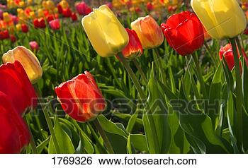 Stock Photo - a field of tulips. 
fotosearch - search 
stock photos, 
pictures, images, 
and photo clipart