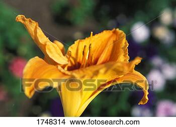 Stock Photo - yellow gold flower. 
fotosearch - search 
stock photos, 
pictures, images, 
and photo clipart