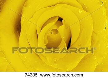 Stock Image - yellow rose. fotosearch 
- search stock 
photos, pictures, 
images, and photo 
clipart