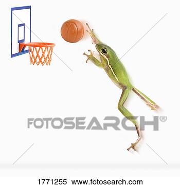 Stock Image - frog playing basketball. 
fotosearch - search 
stock photos, 
pictures, images, 
and photo clipart