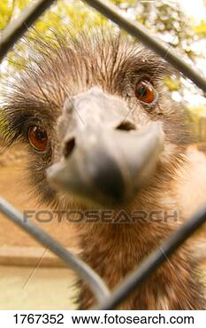 Stock Photo - a strange look. 
fotosearch - search 
stock photos, 
pictures, images, 
and photo clipart