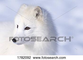 Foto Search Arctic