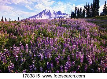 Stock Image - meadow of purple 
flowers blooming, 
 paradise park 
valley,  mount. 
fotosearch - search 
stock photos, 
pictures, images, 
and photo clipart