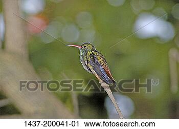 Hazır Fotoğraflar - hummingbird. fotosearch 
- foto, resim, 
görüntü ve foto 
klipart ara