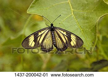 Hazır Fotoğraflar - kelebek. fotosearch 
- foto, resim, 
görüntü ve foto 
klipart ara
