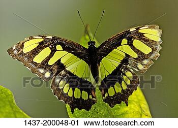 Hazır Fotoğraflar - kelebek. fotosearch 
- foto, resim, 
görüntü ve foto 
klipart ara