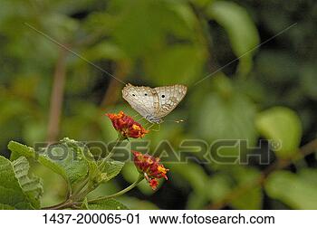 Hazır Fotoğraflar - kelebek. fotosearch 
- foto, resim, 
görüntü ve foto 
klipart ara