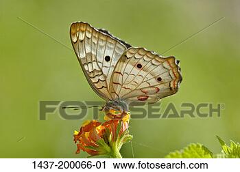 Hazır Fotoğraflar - kelebek. fotosearch 
- foto, resim, 
görüntü ve foto 
klipart ara