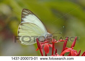 Hazır Fotoğraflar - kelebek. fotosearch 
- foto, resim, 
görüntü ve foto 
klipart ara