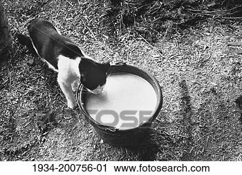 Stock Photography - kitten lapping 
milk from pail. 
fotosearch - search 
stock photos, 
pictures, images, 
and photo clipart