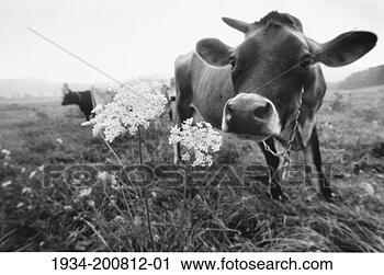 Stock Photography - portrait of cow 
smelling wild 
flowers. fotosearch 
- search stock 
photos, pictures, 
images, and photo 
clipart
