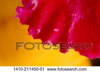 Hazır Fotoğraflar - son,  yukariya, 
 kenar,  taçyapraği. 
fotosearch - foto, 
resim, görüntü 
ve foto klipart 
ara