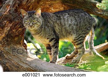 Stock Photography - african wildcat 
(felis silvestris 
lybica) standing 
on tree limb. 
fotosearch - search 
stock photos, 
pictures, images, 
and photo clipart