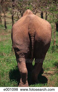 Stock Photo - black rhino (diceros 
bicornis), posterior 
view. fotosearch 
- search stock 
photos, pictures, 
images, and photo 
clipart