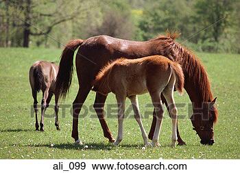 Stock Photograph - mare and foal 
grazing. fotosearch 
- search stock 
photos, pictures, 
images, and photo 
clipart