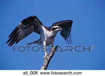 Stock Photo - osprey flapping 
wings. fotosearch 
- search stock 
photos, pictures, 
images, and photo 
clipart