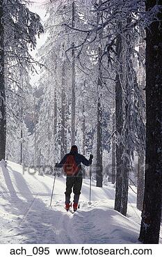 Stock Image - cross-country 
skier in forest. 
fotosearch - search 
stock photos, 
pictures, images, 
and photo clipart
