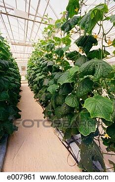 Stock Photography - large plants in 
hydroponic farm. 
fotosearch - search 
stock photos, 
pictures, images, 
and photo clipart