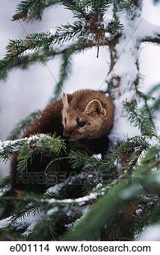 Stock Photo - american pine 
marten (martes 
americana) in 
branches. fotosearch 
- search stock 
photos, pictures, 
images, and photo 
clipart