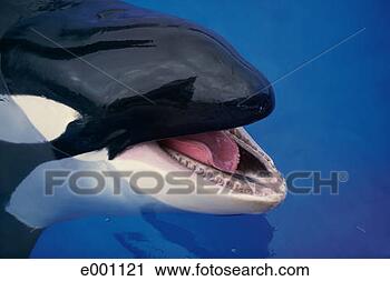 Identification des orques Killer-whale-orcinus_~e001121