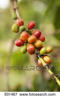 Picture - coffee beans on 
the bush. fotosearch 
- search stock 
photos, pictures, 
images, and photo 
clipart