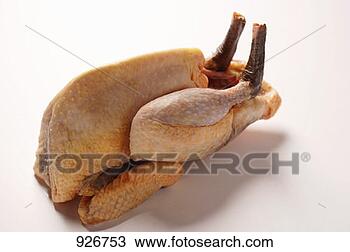 Stock Photo - fresh guinea-fowl 
(side view). fotosearch 
- search stock 
photos, pictures, 
images, and photo 
clipart