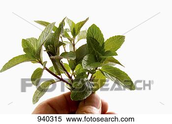 Stock Image - a few stalks of 
peppermint being 
held. fotosearch 
- search stock 
photos, pictures, 
images, and photo 
clipart