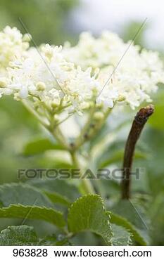 Stock Photo - elderflowers on 
the bush. fotosearch 
- search stock 
photos, pictures, 
images, and photo 
clipart