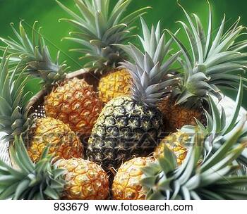Stock Photograph - ripe pineapples 
in a basket with 
one unripe one. 
fotosearch - search 
stock photos, 
pictures, images, 
and photo clipart