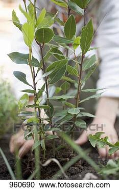 Stock Photography - child planting 
bay plant in garden. 
fotosearch - search 
stock photos, 
pictures, images, 
and photo clipart