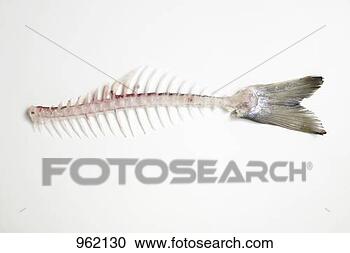 fish-bones-salmon_~962130.jpg