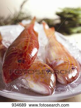 Stock Photograph - red mullet on 
ice. fotosearch 
- search stock 
photos, pictures, 
images, and photo 
clipart