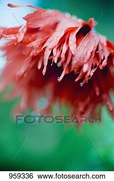 Stock Photo - red oriental poppy 
with dewdrops 
(papaver orientale). 
fotosearch - search 
stock photos, 
pictures, images, 
and photo clipart