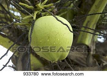 Stock Photography - coconut palm with 
coconut in thailand. 
fotosearch - search 
stock photos, 
pictures, images, 
and photo clipart