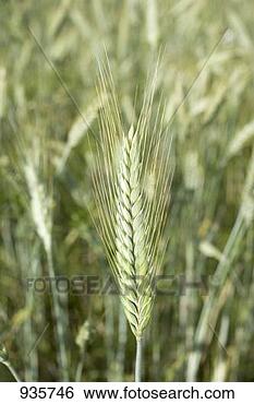 Stock Photo - ears of barley 
in the field. 
fotosearch - search 
stock photos, 
pictures, images, 
and photo clipart