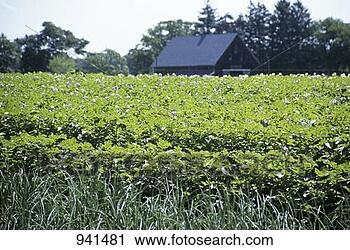 Stock Photography - potato fields 
on a farm. fotosearch 
- search stock 
photos, pictures, 
images, and photo 
clipart