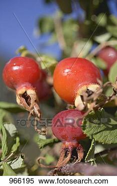Stock Image - rose hips on the 
bush (close-up). 
fotosearch - search 
stock photos, 
pictures, images, 
and photo clipart