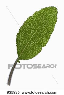 sage leaf