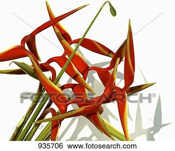 strelitzia reginae dieseases