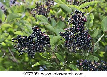 Stock Photograph - black elderberries 
on the bush. fotosearch 
- search stock 
photos, pictures, 
images, and photo 
clipart