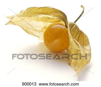 Stock Photo - a cape gooseberry. 
fotosearch - search 
stock photos, 
pictures, images, 
and photo clipart