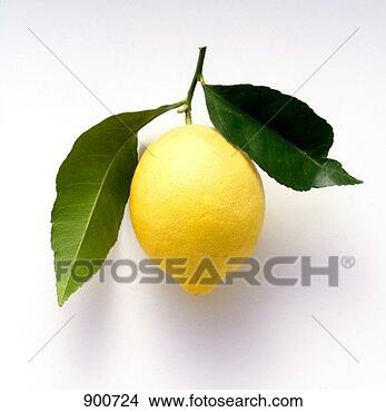 Hazır Fotoğraf - limon,  yapraklar. 
fotosearch - foto, 
resim, görüntü 
ve foto klipart 
ara