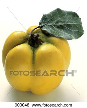 Hazır Fotoğraf - quince. fotosearch 
- foto, resim, 
görüntü ve foto 
klipart ara
