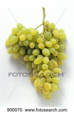 Hazır Fotoğraflar - salkim,  yeşil, 
 üzüm. fotosearch 
- foto, resim, 
görüntü ve foto 
klipart ara