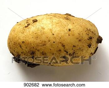 Hazır Fotoğraf - olan,  beyaz, 
 patates. fotosearch 
- foto, resim, 
görüntü ve foto 
klipart ara