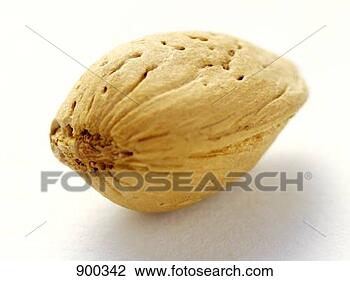 Hazır Fotoğraf - badem. fotosearch 
- foto, resim, 
görüntü ve foto 
klipart ara