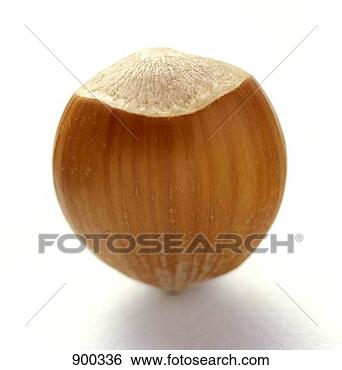 Hazır Fotoğraf - hazelnut. fotosearch 
- foto, resim, 
görüntü ve foto 
klipart ara