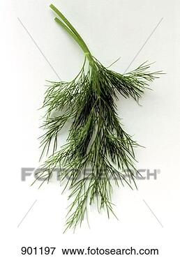 Resim - iki,  filizler, 
 dereotu. fotosearch 
- foto, resim, 
görüntü ve foto 
klipart ara